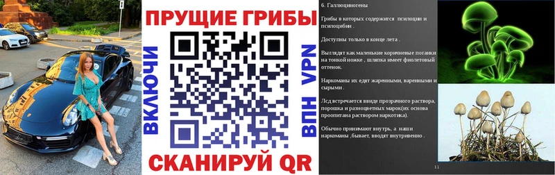 Псилоцибиновые грибы Psilocybine cubensis  Обнинск 